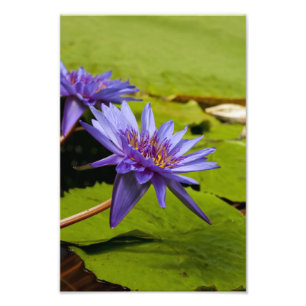 Foto aus Wasserlilie