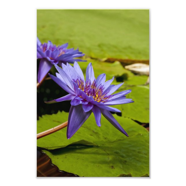 Foto aus Wasserlilie (Vorne)