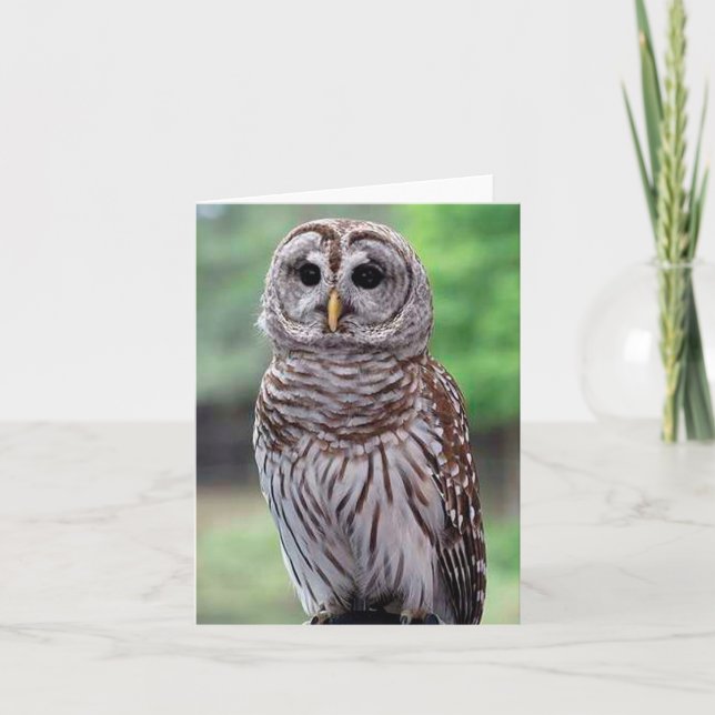 Foto "Barred Owl" Faltkarte (Vorderseite)