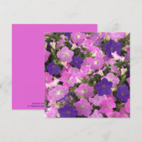 Foto Bild der Morgenglorie Rosa und violette Blume