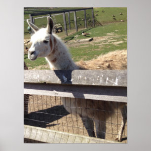 Foto-Bild Lama Alpaca Poster