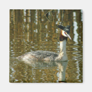 Foto Bird/Crested Grebe/Bird Lover Magne Magnet