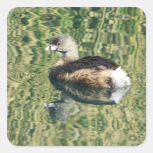 Foto Bird Little Grebe Water Reflection Nature Quadratischer Aufkleber