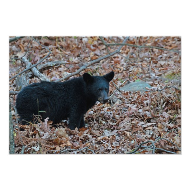Foto "Black Bar Cub" (Vorne)