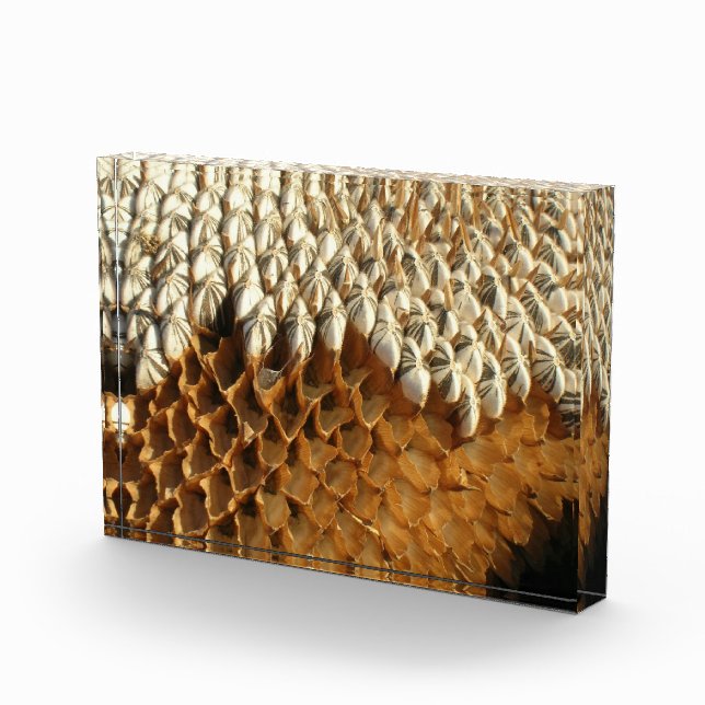 Foto-Block - getrockneter Sonnenblumenkopf Fotoblock (Rechts)