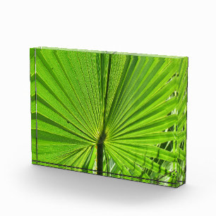 Foto-Block - Palmwedel Fotoblock