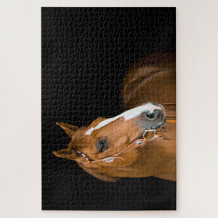 Foto Braunes Weißes Quarter Horse Schwarz