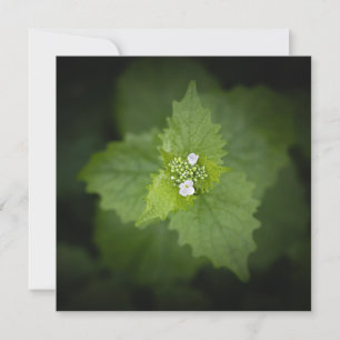 Foto der Blumenart