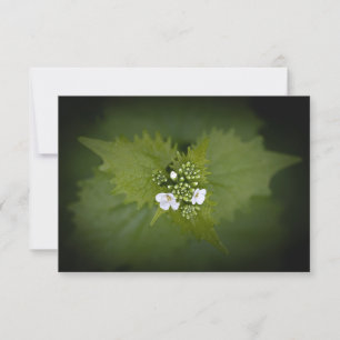 Foto der Blumenart