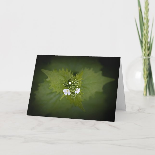 Foto der Blumenart Karte (Vorderseite)