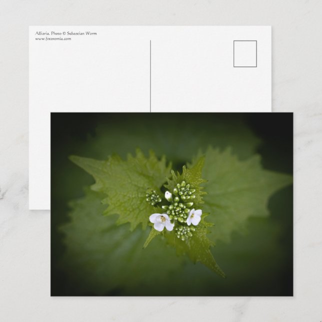 Foto der Blumenart Postkarte (Vorne/Hinten)