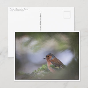 Foto der Common Chaffinch Postkarte