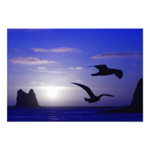 Foto "der doppelten Vogel-Blues"