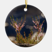 Foto der Heilnatur