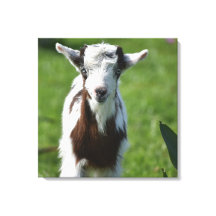 Foto der Jungziege