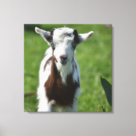 Foto der Jungziege Leinwanddruck