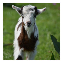 Foto der Jungziege Poster