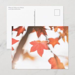 Foto der Natur im Herbst Postkarte