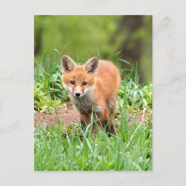 Foto der neugierigen Fuchsausrüstung Postkarte (Vorderseite)
