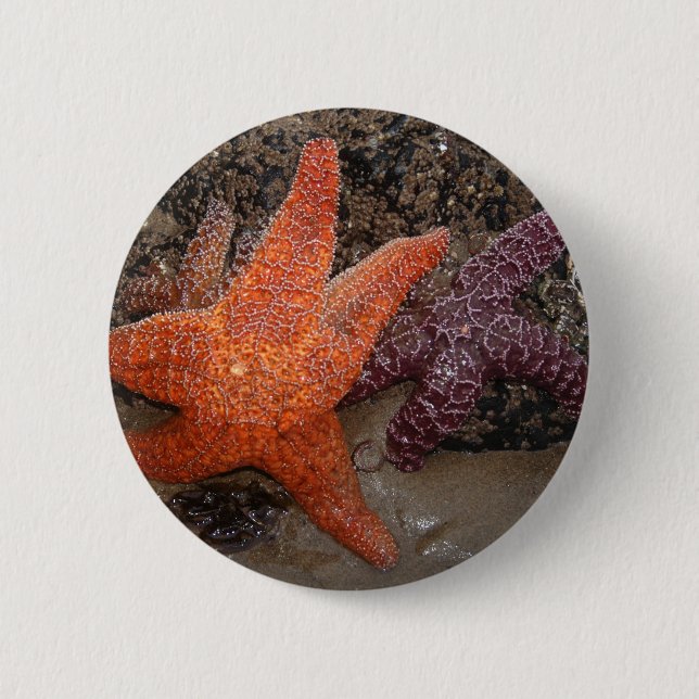Foto der Orangen Seesterne/Sea Star Button (Vorderseite)
