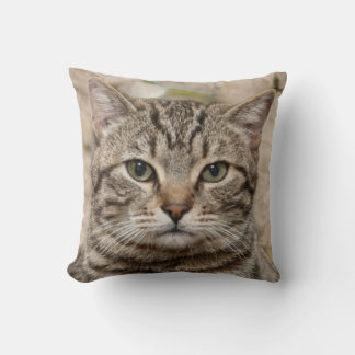 Foto der seriösen Tigerkatze - Liebhaber von Katze Kissen