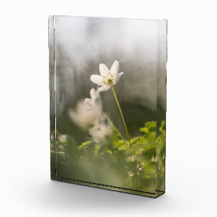 Foto der Weißen Blume