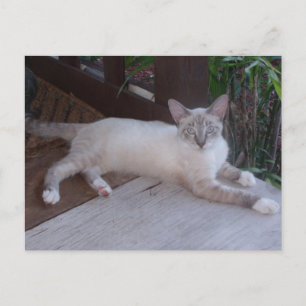 Foto der weißen Katze Postkarte