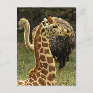 Foto der wild lebenden Tiere und Pflanzen von Gira Postkarte