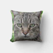 Foto der wunderbaren Tigerkatze - Katzenliebhaber