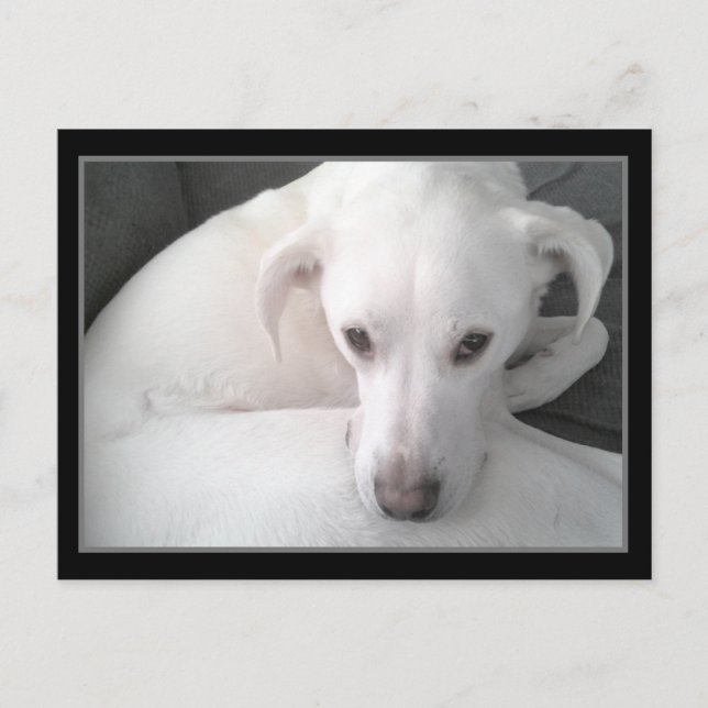 Foto des einzigartigen White Labrador Retriever Mi Postkarte (Vorderseite)