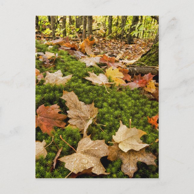 Foto des feuchten Waldbodens im Herbst Postkarte (Vorderseite)