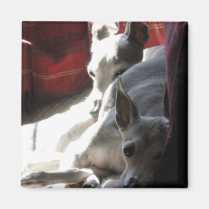 Foto des italienischen Windhunds "der besten Magnet