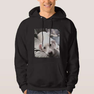 Foto des Niedlichen hundemischen Hundes, der mit V Hoodie