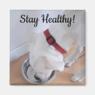Foto des Niedlichen Hundes Trinkwasser Motivierend Magnet