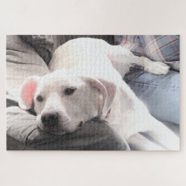 Foto des Niedlichen, müde weißen Hundes, der mit d
