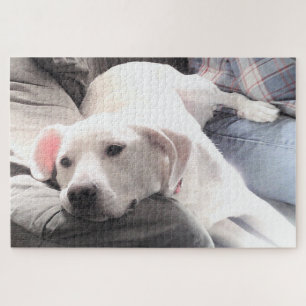 Foto des Niedlichen, müde weißen Hundes, der mit d
