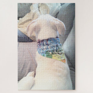 Foto des Niedlichen weißen Hundes mit farbigem Sca