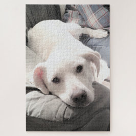 Foto des Niedlichen Weißen Hundes mit Vater auf Co