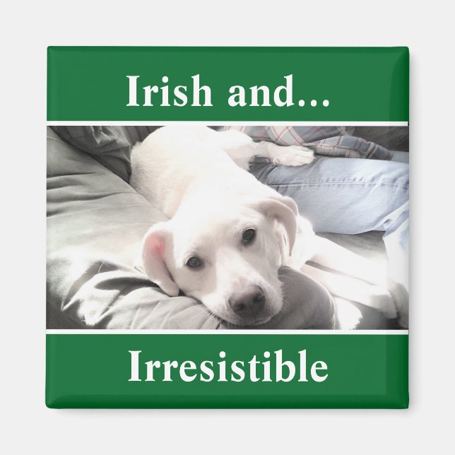 Foto des Niedlichen White Labrador Mix St. Patrick Magnet (Vorne)