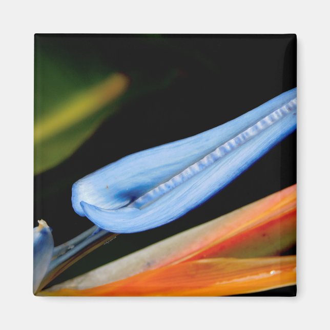 Foto des Paradieses Magnet (Vorne)