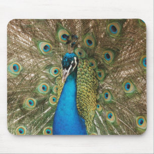 Foto des schönen Pfaus mit verbreiteten Federn Mousepad
