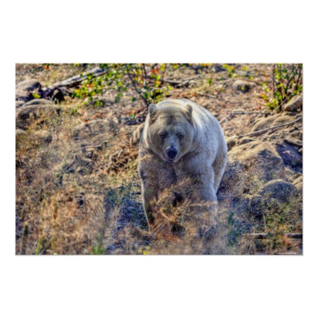 Foto des seltenen Kermode-Bären (Geistbären) Poster (Vorderseite)