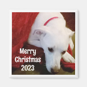 Foto des süßen Hundes mit Weihnachtswünschen und J Magnet