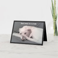 Foto des traurigen depressiven Hundes 40. Geburtst