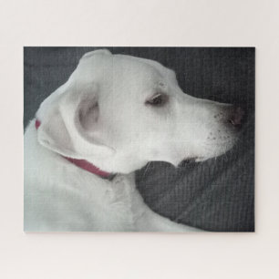 Foto des wunderschönen Hundes Weiß und Grau