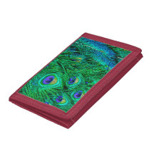 Foto-Design für Radiant Peacock Feathers
