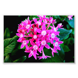 Foto-Druck der schönen rosa Blumen Fotodruck