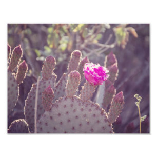 Foto-Druck der stachelige Birnen-Kaktus-Blumen-  Fotodruck