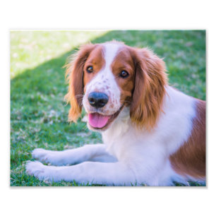 Foto-Druck WaliserSpringerspaniel- Fotodruck