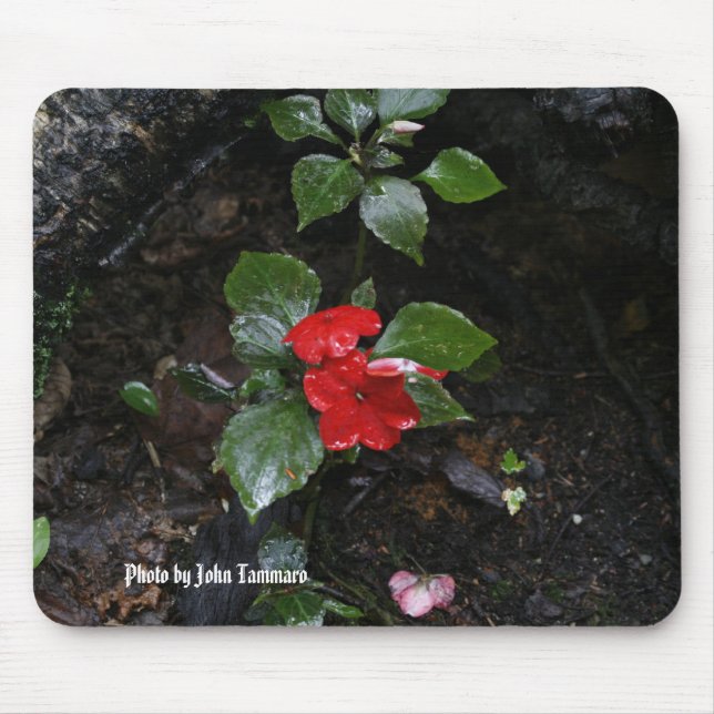 Foto durch John Tammaro Mousepad (Vorne)